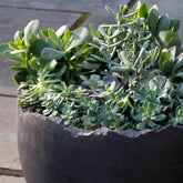 Photo of Campania Broken Egg Planter - Grade AA - Marquis Gardens